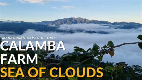 calamba farm sea of clouds photos location